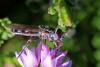 265751 – Photo : Marc Solari – France (88)